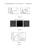 Methods and Compositions for Using MHC Class II Invariant Chain Polypeptide as a Receptor for Macrophage Migration Inhibitory Factor diagram and image