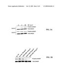 Methods and Compositions for Using MHC Class II Invariant Chain Polypeptide as a Receptor for Macrophage Migration Inhibitory Factor diagram and image