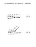 Methods and Compositions for Using MHC Class II Invariant Chain Polypeptide as a Receptor for Macrophage Migration Inhibitory Factor diagram and image