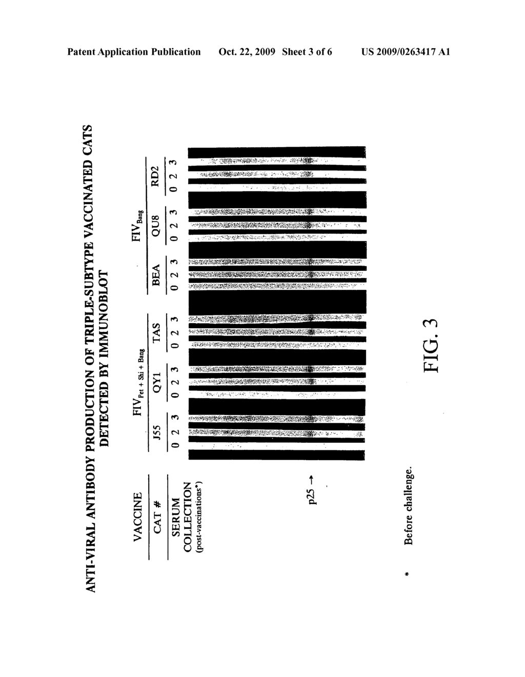 Multi-subtype FIV vaccines - diagram, schematic, and image 04