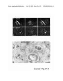 MEANS AND METHODS FOR MANIPULATING SEQUENTIAL PHAGOLYSOMALCYTOSOLIC TRANSLOCATION OF MYCOBACTERIA, AND USES THEREOF diagram and image