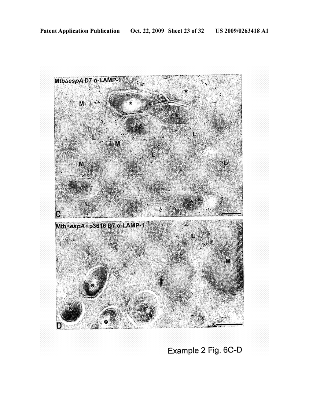 MEANS AND METHODS FOR MANIPULATING SEQUENTIAL PHAGOLYSOMALCYTOSOLIC TRANSLOCATION OF MYCOBACTERIA, AND USES THEREOF - diagram, schematic, and image 24