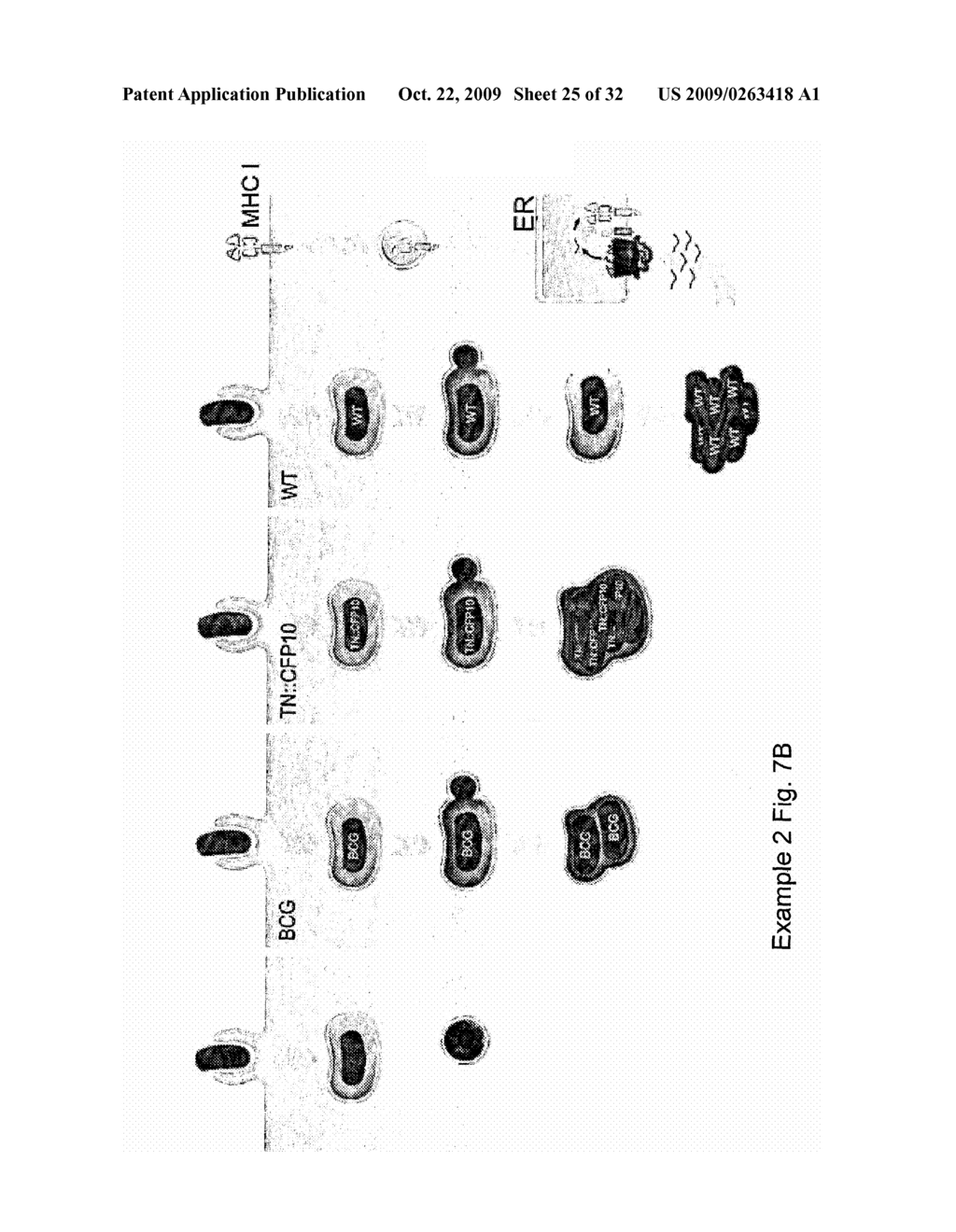 MEANS AND METHODS FOR MANIPULATING SEQUENTIAL PHAGOLYSOMALCYTOSOLIC TRANSLOCATION OF MYCOBACTERIA, AND USES THEREOF - diagram, schematic, and image 26