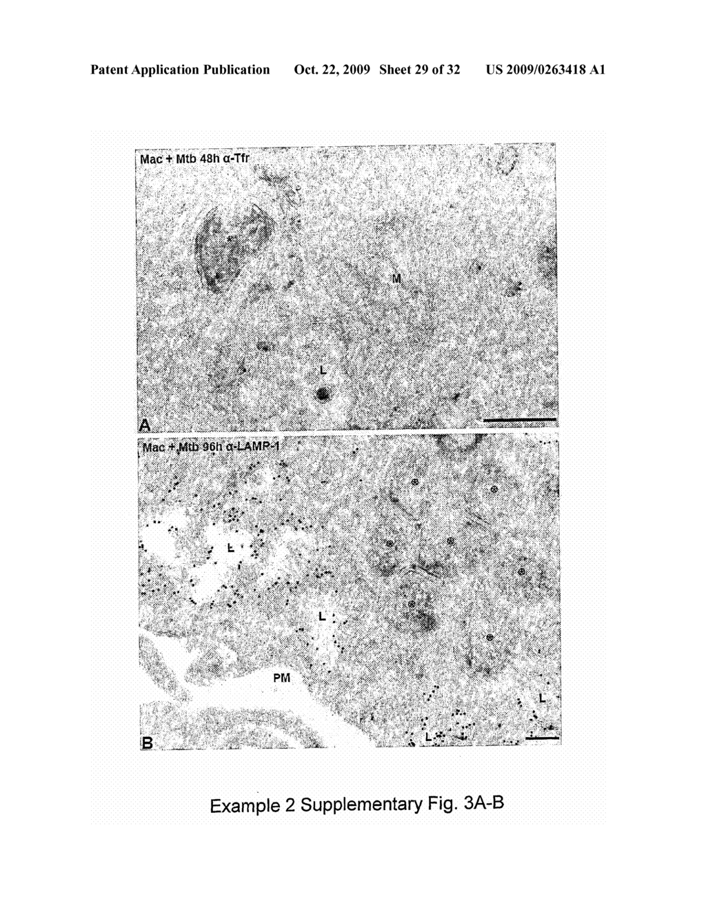 MEANS AND METHODS FOR MANIPULATING SEQUENTIAL PHAGOLYSOMALCYTOSOLIC TRANSLOCATION OF MYCOBACTERIA, AND USES THEREOF - diagram, schematic, and image 30