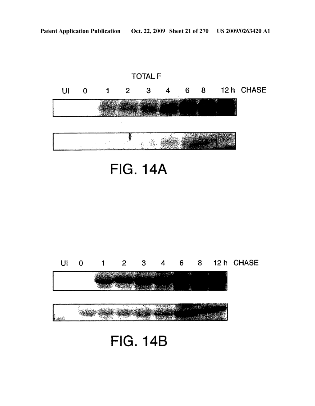 Virus-Like Particles As Vaccines For Paramyxovirus - diagram, schematic, and image 22