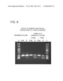 Methods and Compositions for Amplification of DNA diagram and image