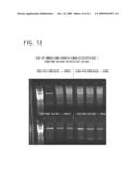 Methods and Compositions for Amplification of DNA diagram and image