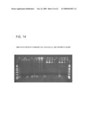 Methods and Compositions for Amplification of DNA diagram and image