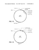 Thermostable Neutral Metalloproteases diagram and image