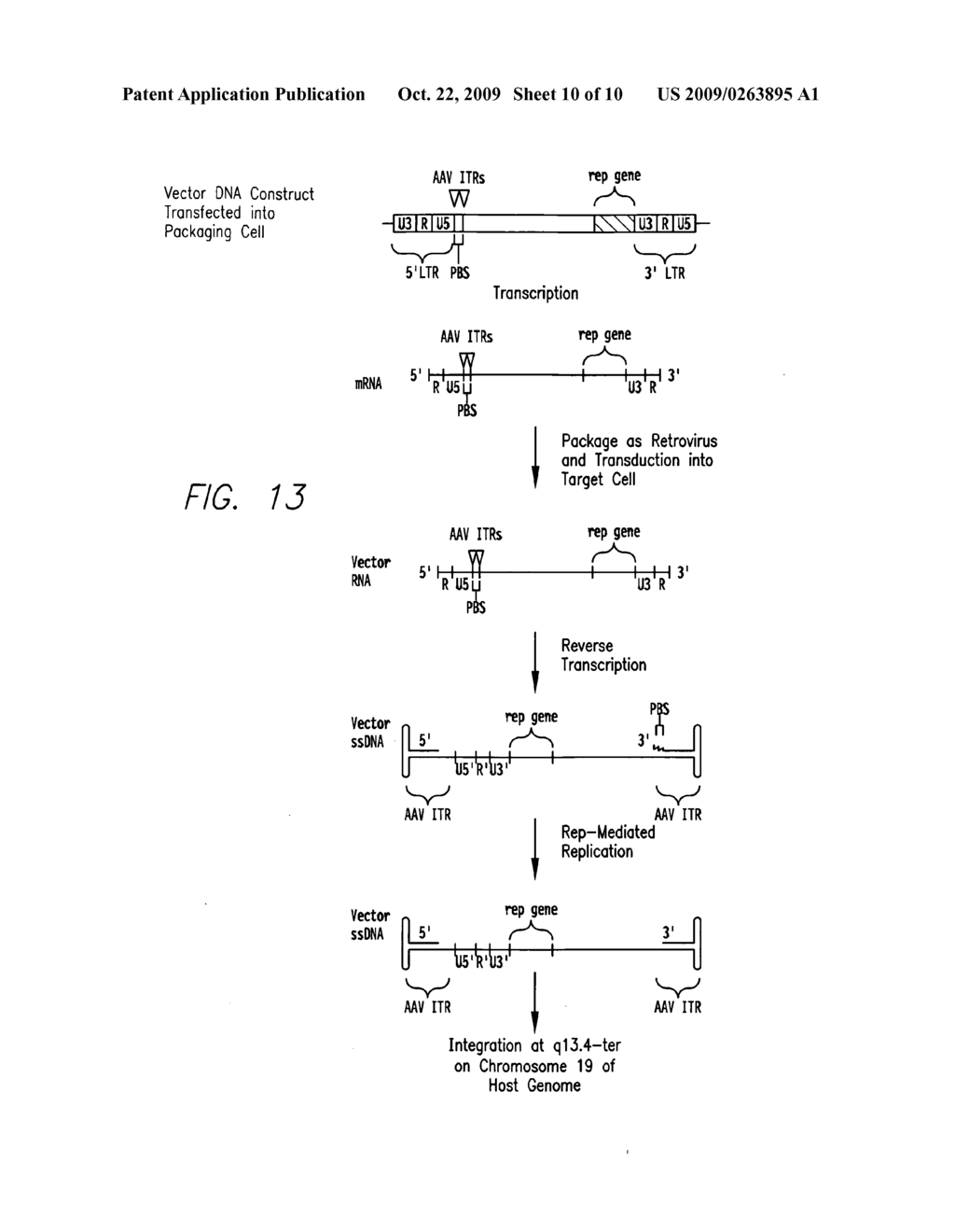 Cell line for producing a non-retroviral vector - diagram, schematic, and image 11