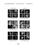 METHOD FOR REGULATING AGROBACTERIUM-MEDIATED TRANSFORMATION diagram and image