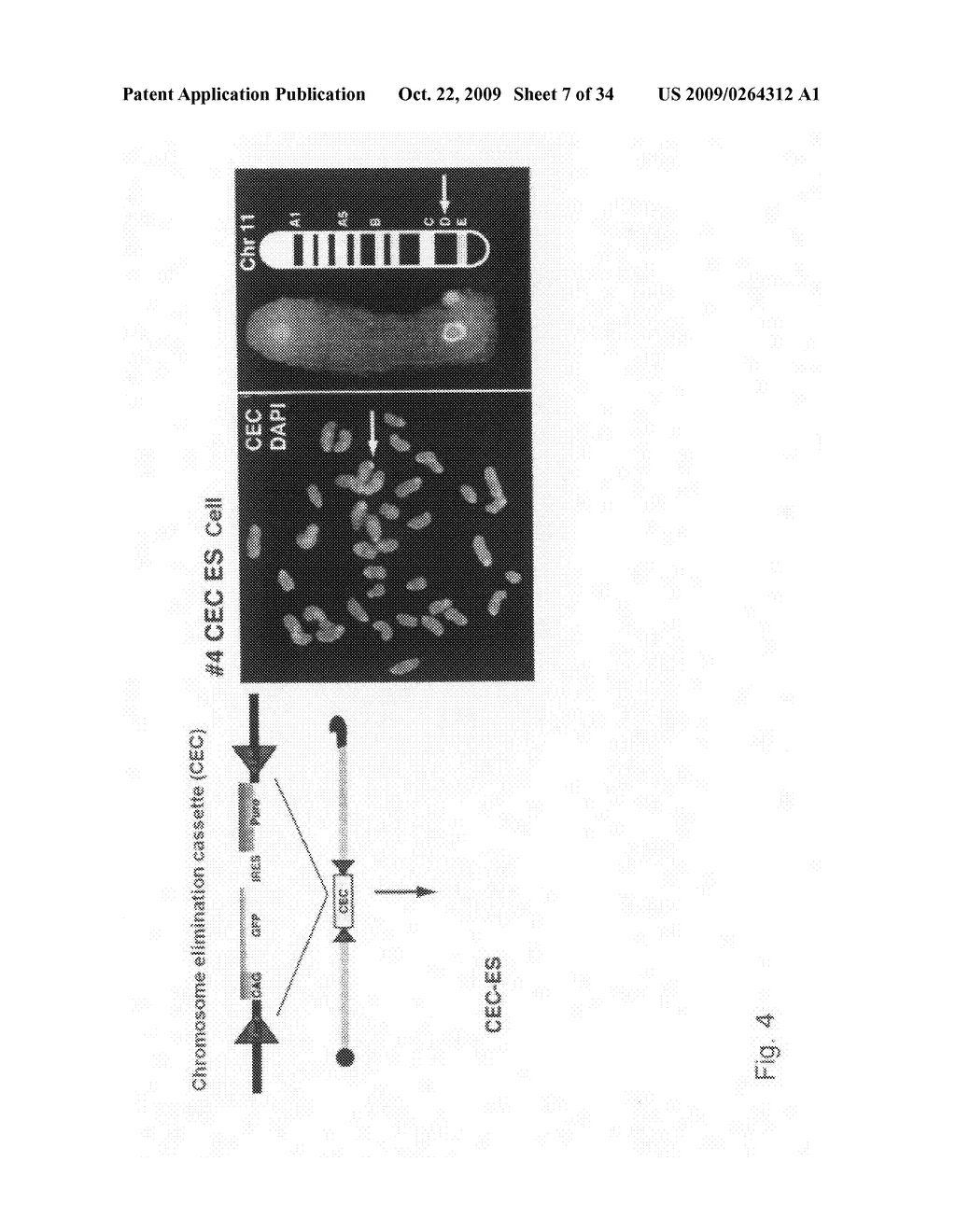 METHOD FOR REMOVING DESIRED CHROMOSOME AND TAILOR-MADE MEDICAL TREATMENT UTILIZING THE SAME - diagram, schematic, and image 08