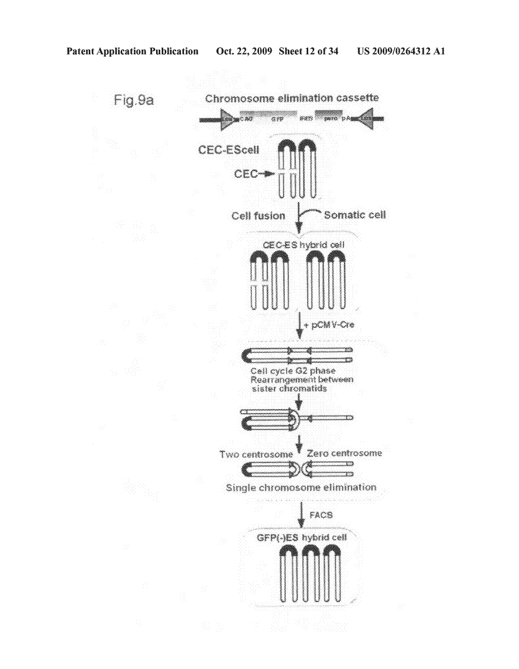 METHOD FOR REMOVING DESIRED CHROMOSOME AND TAILOR-MADE MEDICAL TREATMENT UTILIZING THE SAME - diagram, schematic, and image 13