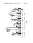 Influenza virus inhibiting peptides diagram and image