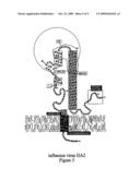 Influenza virus inhibiting peptides diagram and image