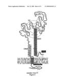 Influenza virus inhibiting peptides diagram and image