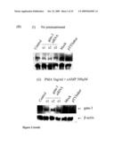 SHORT INTERFERENCE RIBONUCLEIC ACIDS FOR TREATING ALLERGIC DISEASES diagram and image