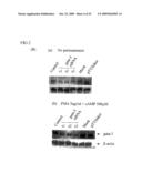 SHORT INTERFERENCE RIBONUCLEIC ACIDS FOR TREATING ALLERGIC DISEASES diagram and image