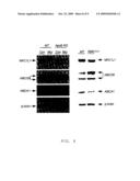 SERINE PALMITOYLCOA TRANSFERASE (SPT) INHIBITION BY MYRIOCIN OR GENETIC DEFICIENCY DECREASES CHOLESTEROL ABSORPTION diagram and image