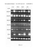 Polynucleotides and polypeptides in plants diagram and image