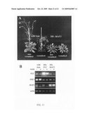 Polynucleotides and polypeptides in plants diagram and image