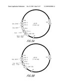 P15 HAIRPIN CONSTRUCTS AND USE diagram and image