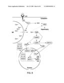 Calcium/Calmodulin-Dependent Protein Kinase Kinase as a Control Point for Cardiac Hypertrophy diagram and image