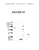 Compositions Comprising Receptor-Associated Protein (RAP) Variants Specific for LRP2 and Uses Thereof diagram and image