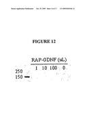 Compositions Comprising Receptor-Associated Protein (RAP) Variants Specific for LRP2 and Uses Thereof diagram and image