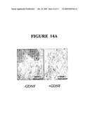 Compositions Comprising Receptor-Associated Protein (RAP) Variants Specific for LRP2 and Uses Thereof diagram and image