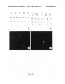 Culture System and Method for Propagation of Human Blastocyst-Derived Stem Cells diagram and image