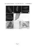 Culture System and Method for Propagation of Human Blastocyst-Derived Stem Cells diagram and image