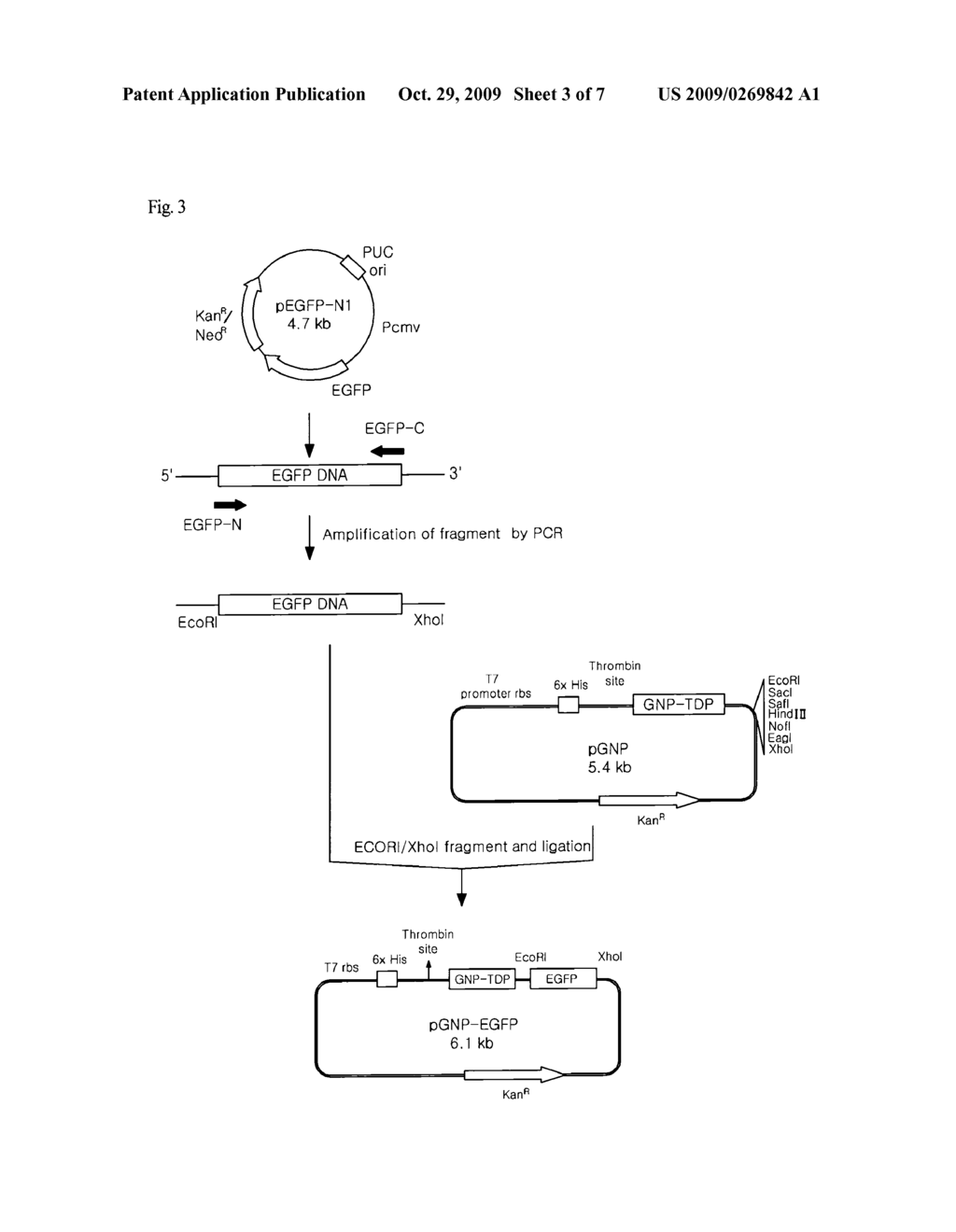 TRANSMEMBRANE DELIVERY PEPTIDE AND BIO-MATERIAL COMPRISING THE SAME - diagram, schematic, and image 04