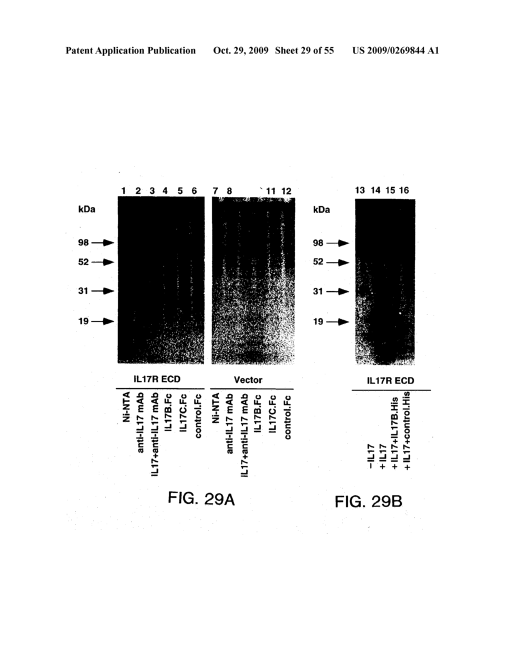 NUCLEIC ACIDS ENCODING A RECEPTOR FOR IL-17 HOMOLOGOUS POLYPEPTIDES - diagram, schematic, and image 30