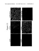 PLURIPOTENT CELLS diagram and image