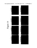 PLURIPOTENT CELLS diagram and image