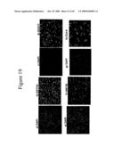 PLURIPOTENT CELLS diagram and image