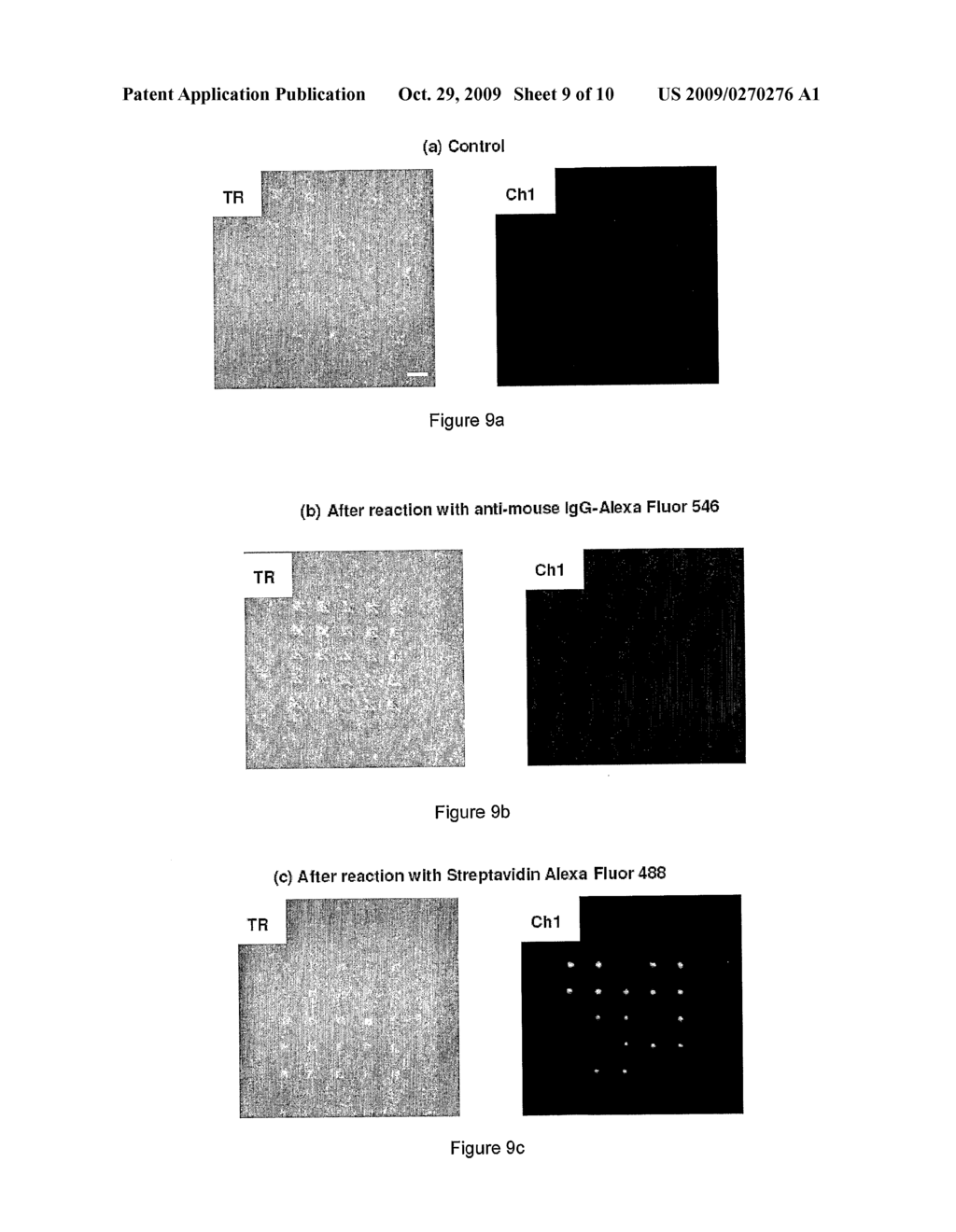 BEAD IMMOBILISATION METHOD AND BEAD ARRAYS MADE THEREBY - diagram, schematic, and image 10