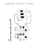 GROWTH FACTOR diagram and image