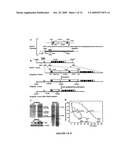 ANALOGUES OF (-)-PICROPODOPHYLLIN, SYNTHESIS AND USES THEREOF diagram and image