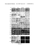 ANALOGUES OF (-)-PICROPODOPHYLLIN, SYNTHESIS AND USES THEREOF diagram and image