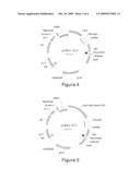 LYSOPHOSPHATIDIC ACID ACYLTRANSFERASE GENES AND USES THEREOF diagram and image