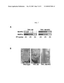 METHOD FOR AGROBACTERIUM-MEDIATED TRANSFORMATION OF PLANTS diagram and image