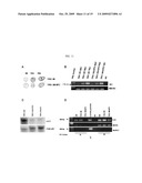 METHOD FOR AGROBACTERIUM-MEDIATED TRANSFORMATION OF PLANTS diagram and image