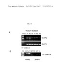 METHOD FOR AGROBACTERIUM-MEDIATED TRANSFORMATION OF PLANTS diagram and image