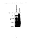 NOVEL GENE ENCODING A DNA REPAIR ENZYME AND METHODS OF USE THEREOF diagram and image