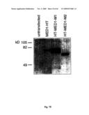 NOVEL GENE ENCODING A DNA REPAIR ENZYME AND METHODS OF USE THEREOF diagram and image