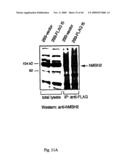 NOVEL GENE ENCODING A DNA REPAIR ENZYME AND METHODS OF USE THEREOF diagram and image