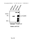 NOVEL GENE ENCODING A DNA REPAIR ENZYME AND METHODS OF USE THEREOF diagram and image