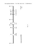 NOVEL GENE ENCODING A DNA REPAIR ENZYME AND METHODS OF USE THEREOF diagram and image